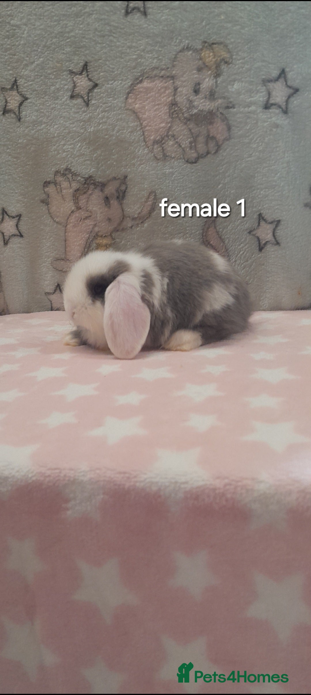 Mini Lop rabbits for sale: Beautiful mini lop bunnies - Image 2