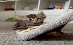 Domestic Shorthair cats for sale: Beautiful 9 Week Old Kittens  - Image 5
