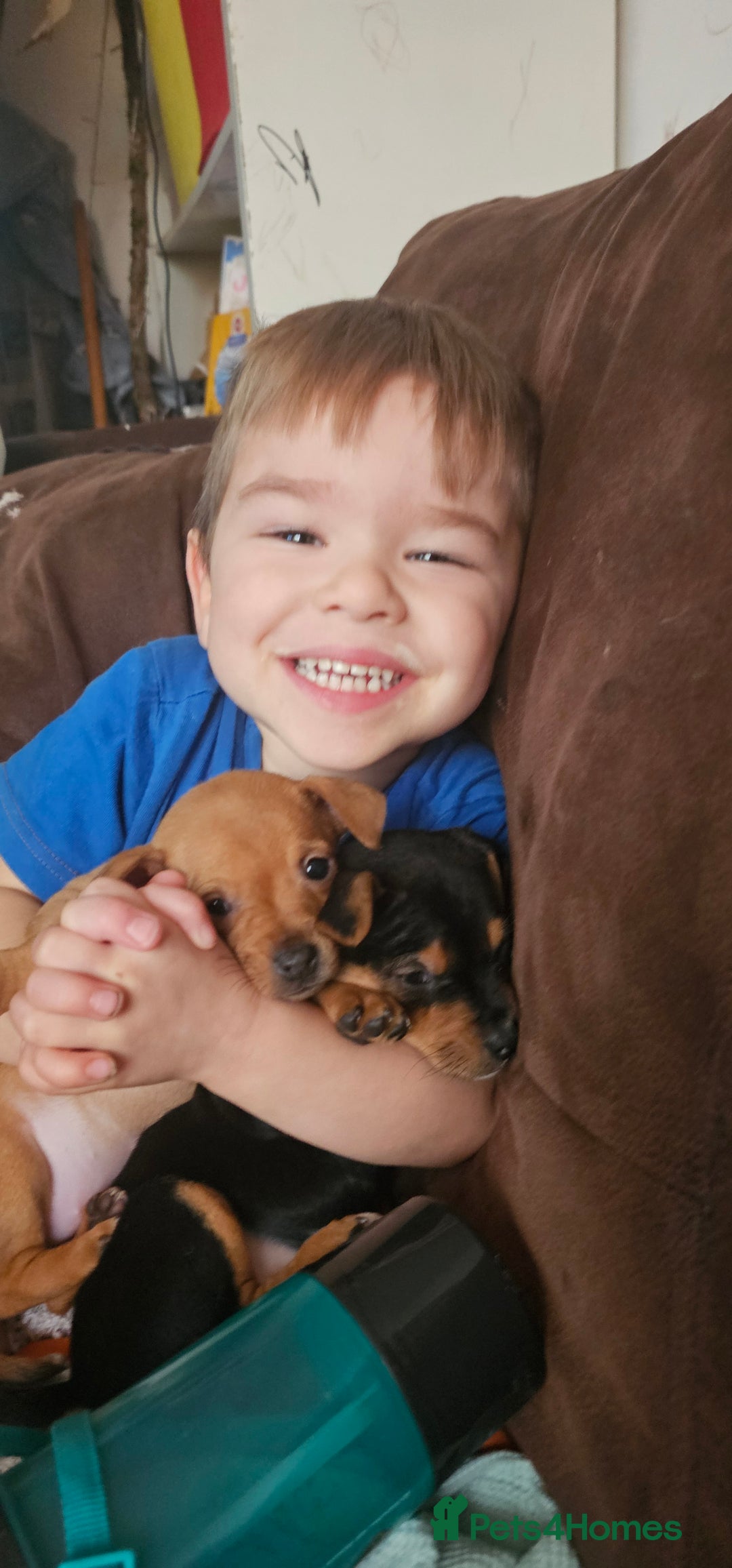 Jack Russell dogs for sale: Beautiful Jack Russell Terrier Puppies - Advert 6