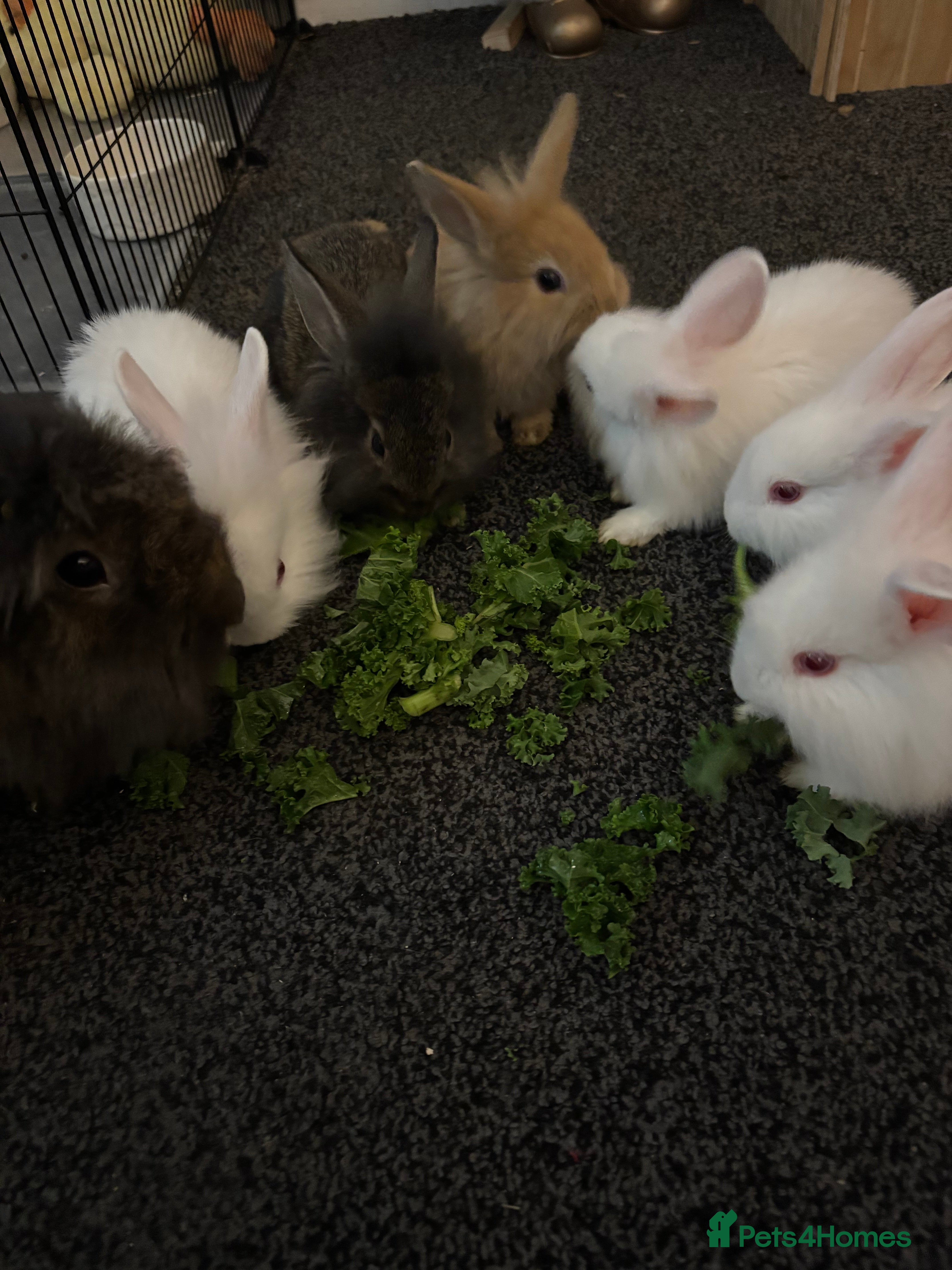 New Zealand rabbits 6 baby rabbits for sale! UNABLE TO TELL GENDER  - Advert 8