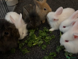 New Zealand rabbits 6 baby rabbits for sale! UNABLE TO TELL GENDER - Advert 8