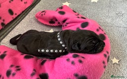 Neapolitan Mastiff dogs for sale: Neapolitan mastiff puppies  - Image 25