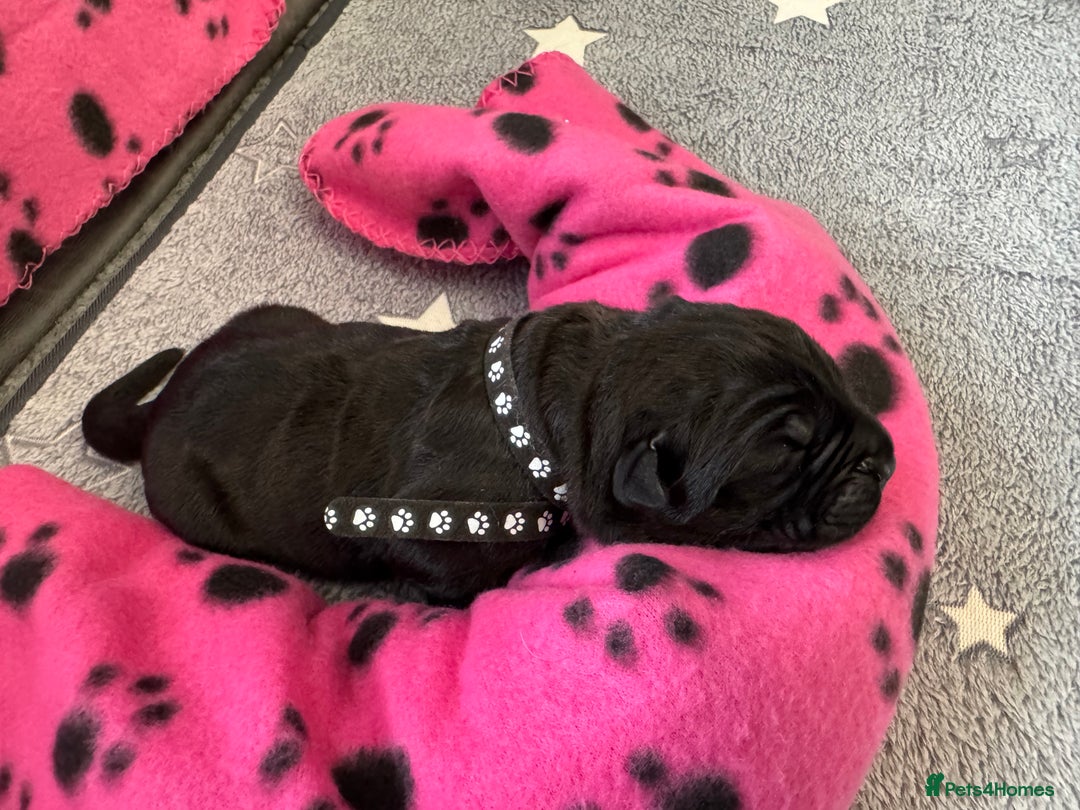 Neapolitan Mastiff dogs for sale: Neapolitan mastiff puppies  - Image 25