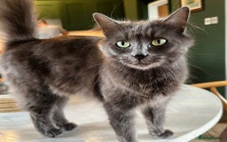 Russian Blue cats for sale: Sweet 4 Year Old Russian Blue Girl  - Image 2