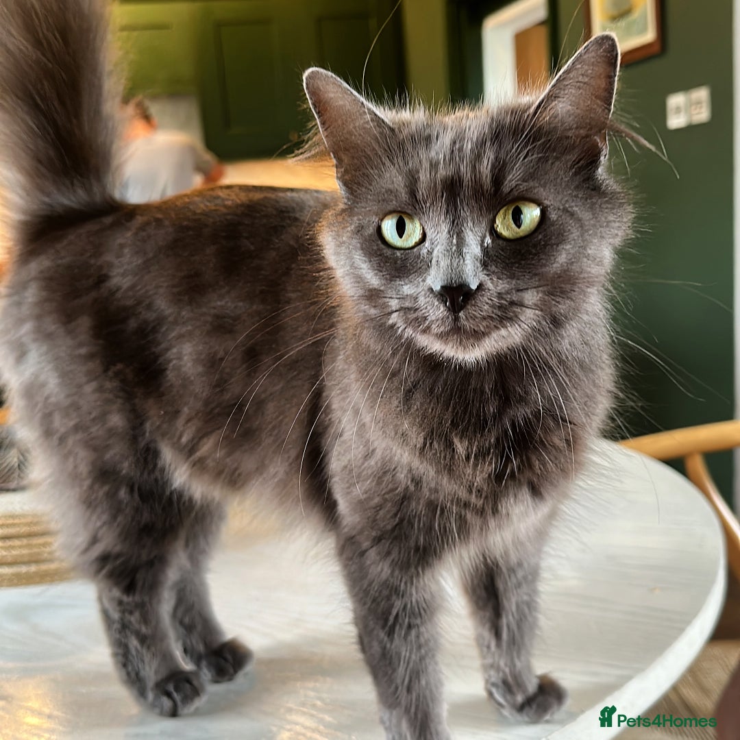 Russian Blue cats for sale: Sweet 4 Year Old Russian Blue Girl  - Image 2