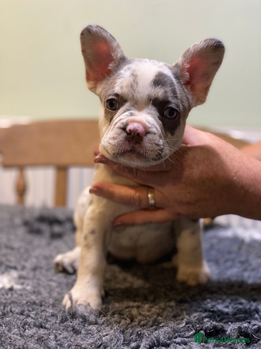 French Bulldog dogs for sale: Stunning healthy French bull dog puppies  - Image 6