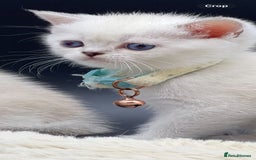 Scottish Fold cats for sale: Beautiful Blue-Eyes Scottish Girl Kittens - Image 7