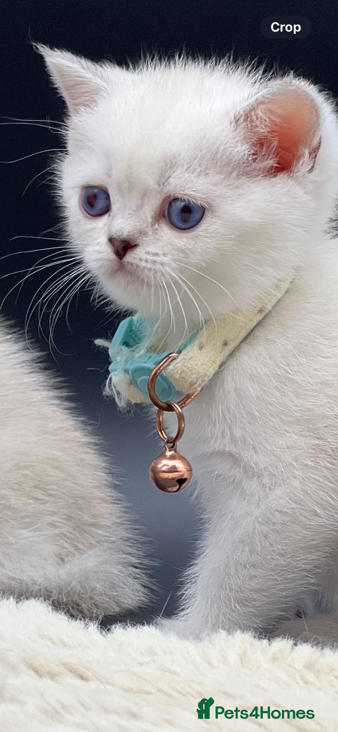Scottish Fold cats for sale: Beautiful Blue-Eyes Scottish Girl Kittens - Image 7