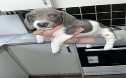 Dachshund dogs for sale: 🩶Silver miniature dachshunds litter READY TO GO🩶 - Image 21