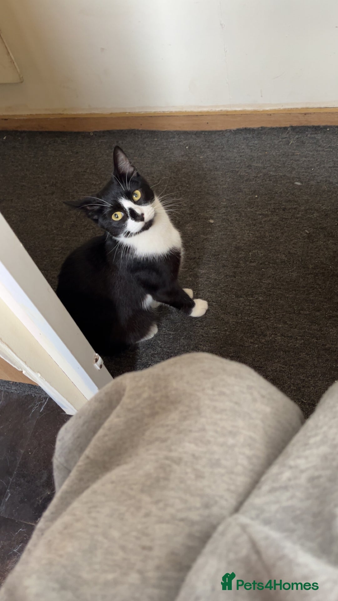 Mixed Breed cats for sale: 2x girls 1x boy  - Image 4
