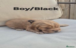Cocker Spaniel dogs for sale: 🐶 Cocker spaniel Show-type Puppies - Image 4
