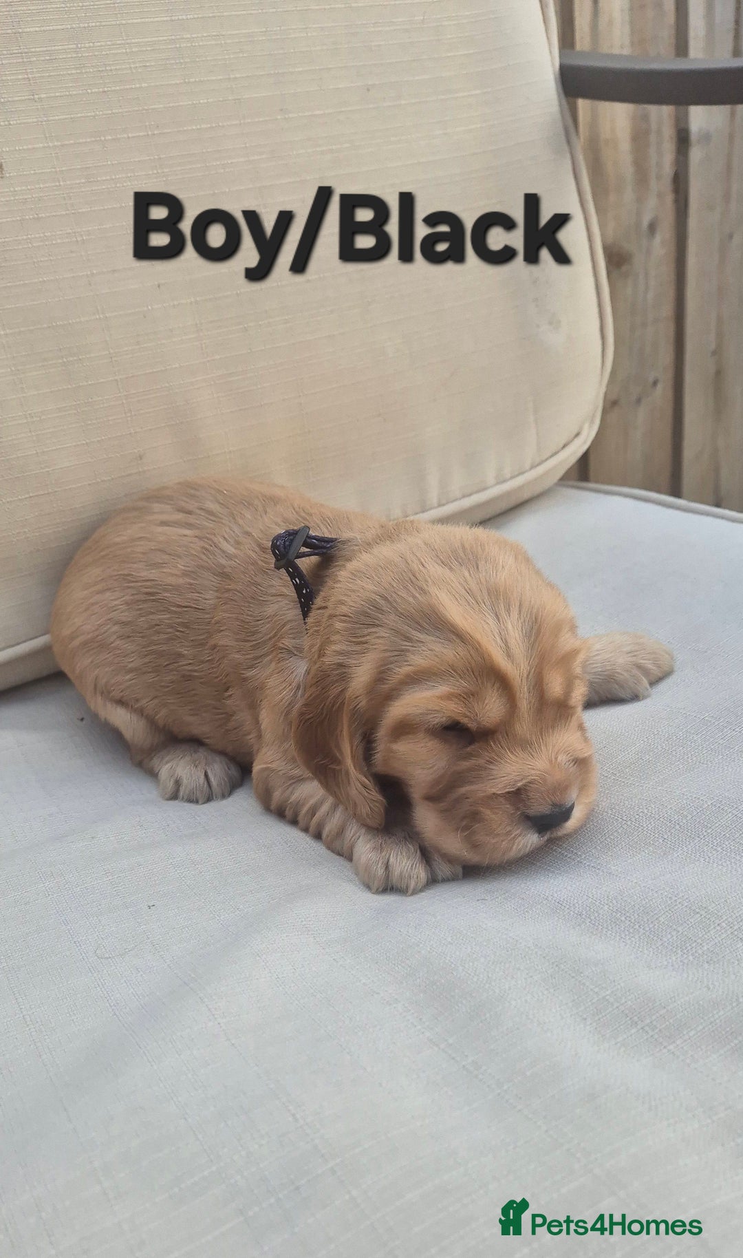 Cocker Spaniel dogs for sale: 🐶 Cocker spaniel Show-type Puppies - Image 4