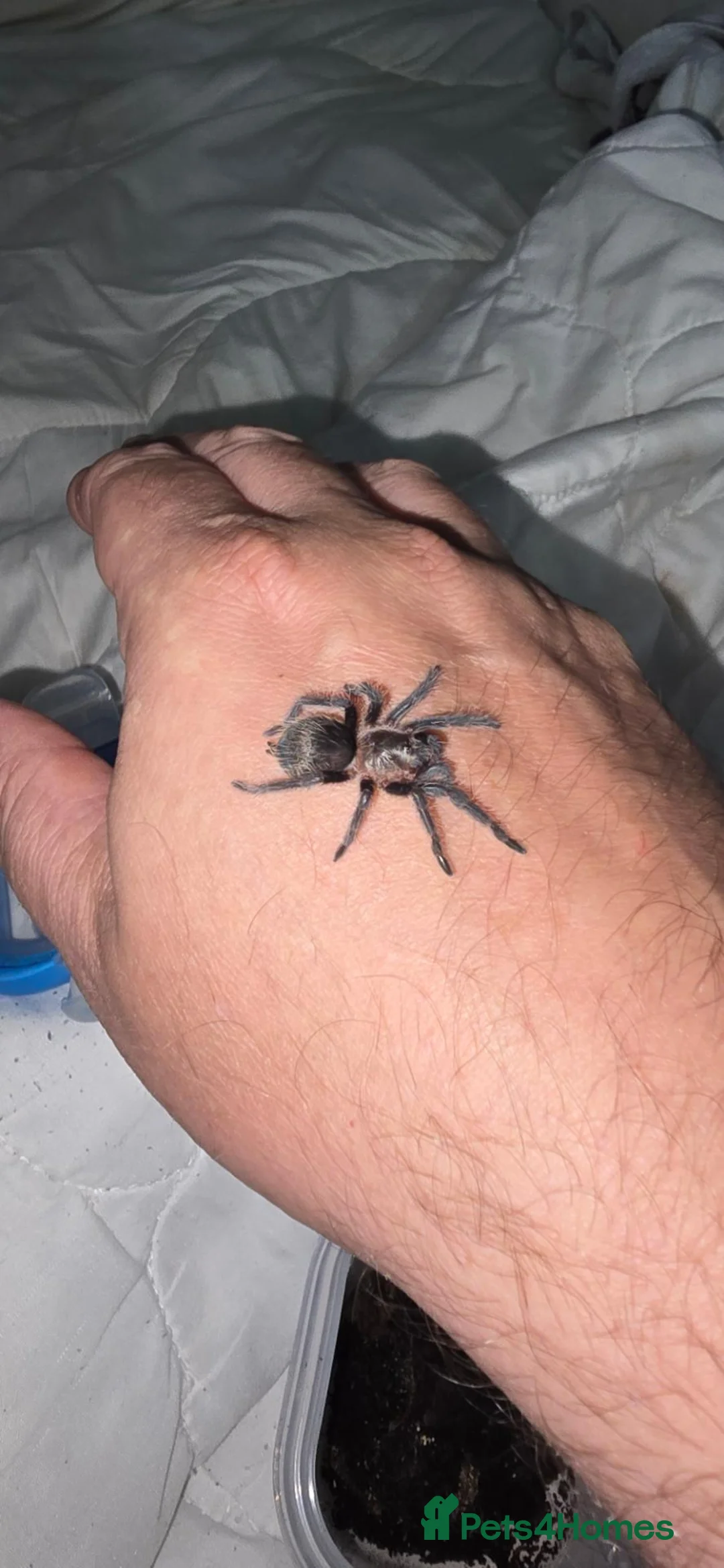 Tarantulas invertebrates for sale: X6 grown on sling curly hair tarantulas - Advert 3