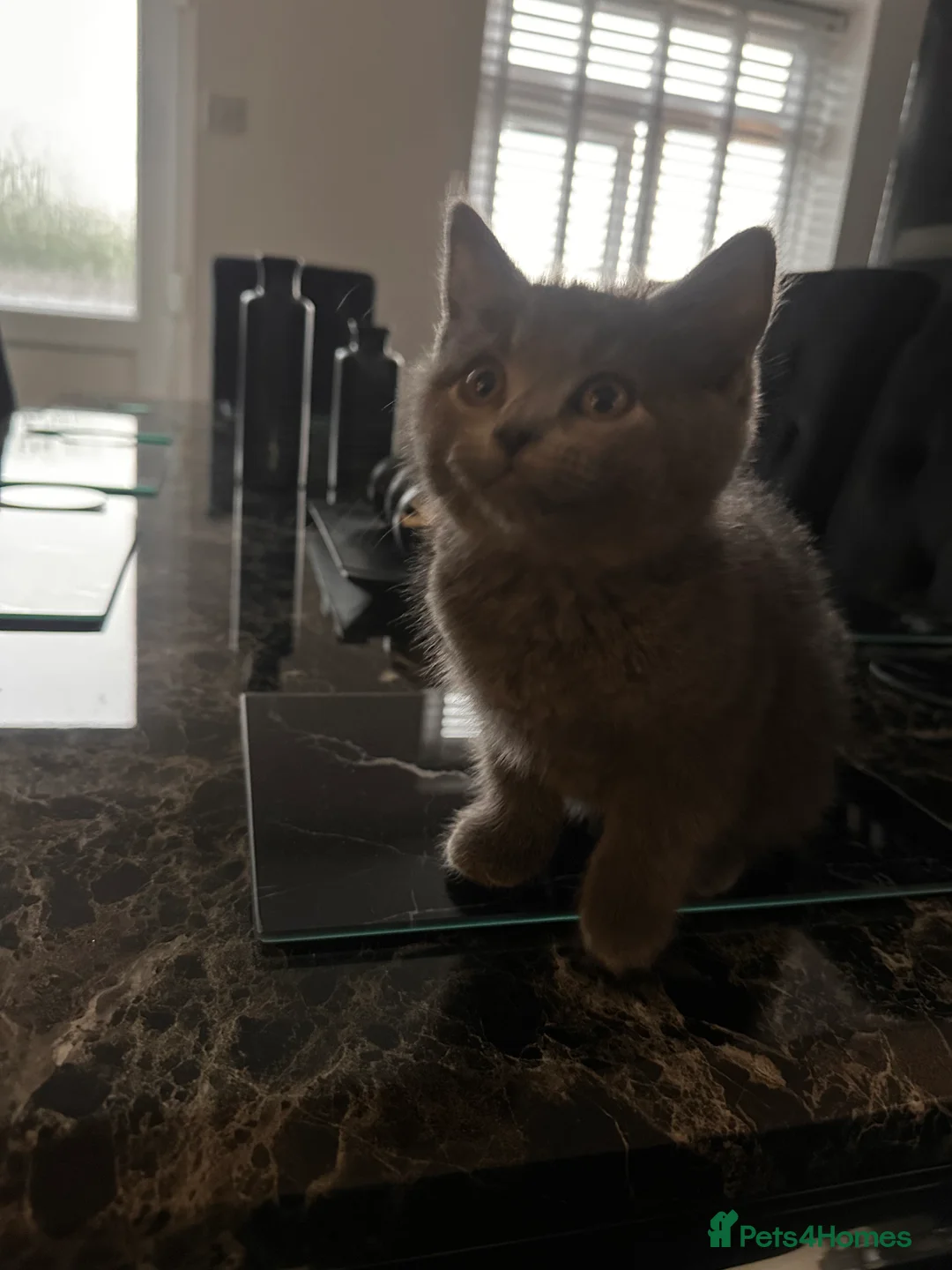British Shorthair cats for sale: 🔥🐈‍⬛ British shorthair Kittens 🐈‍⬛🔥  - Advert 9