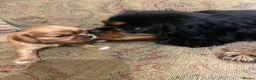 Cavalier King Charles Spaniel dogs for sale: King Charles Cavalier Puppies - Advert 25
