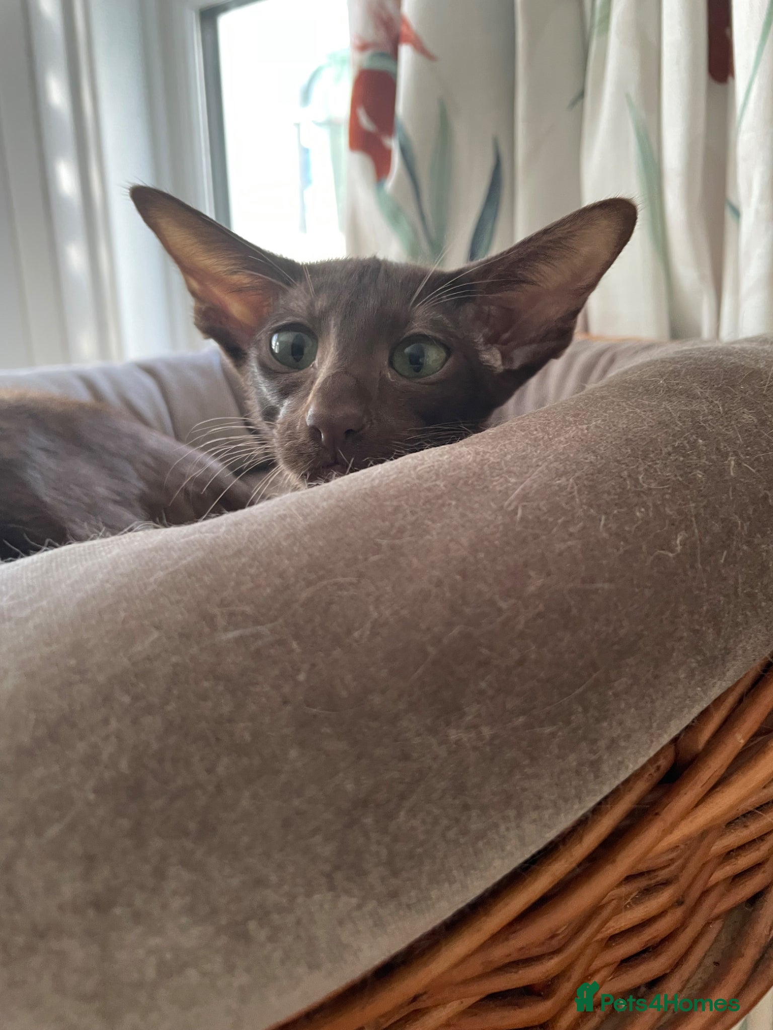 Oriental cats The Birds litter. - Advert 2