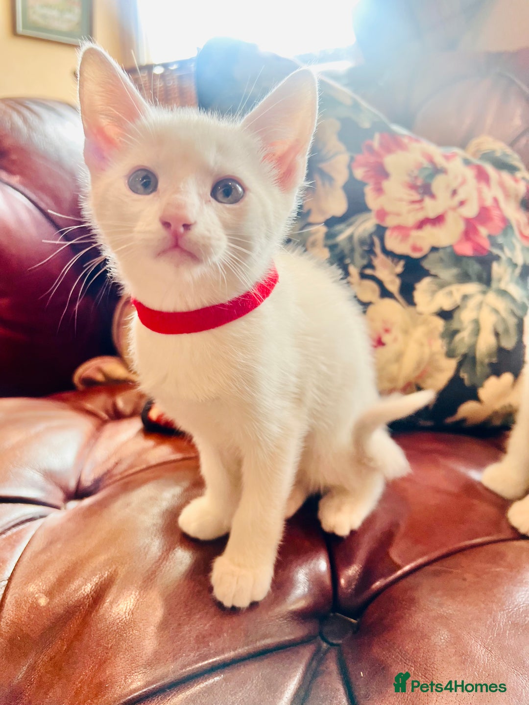 Mixed Breed cats for sale: *READY NOW* 3 Beautiful White Kittens - Image 8
