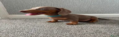Dachshund 1