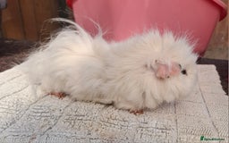Guinea Pig rodents for sale: White guinea pig - Image 7