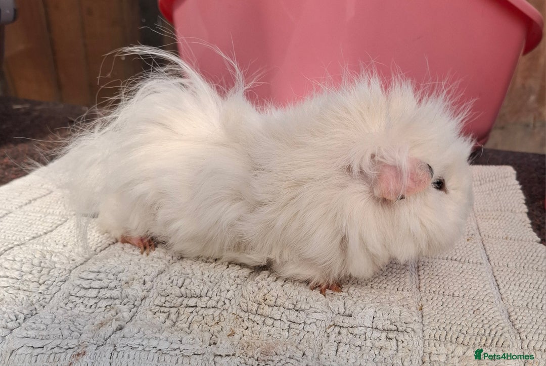 Guinea Pig rodents for sale: White guinea pig - Image 7