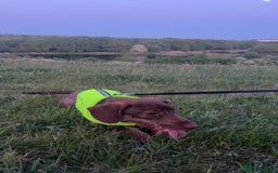 Dachshund dogs for sale: Wirehaired dachshund for sale - Image 2