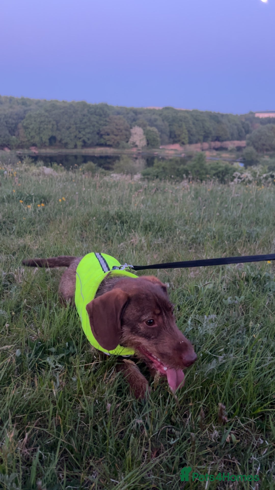 Dachshund dogs for sale: Wirehaired dachshund for sale - Image 2