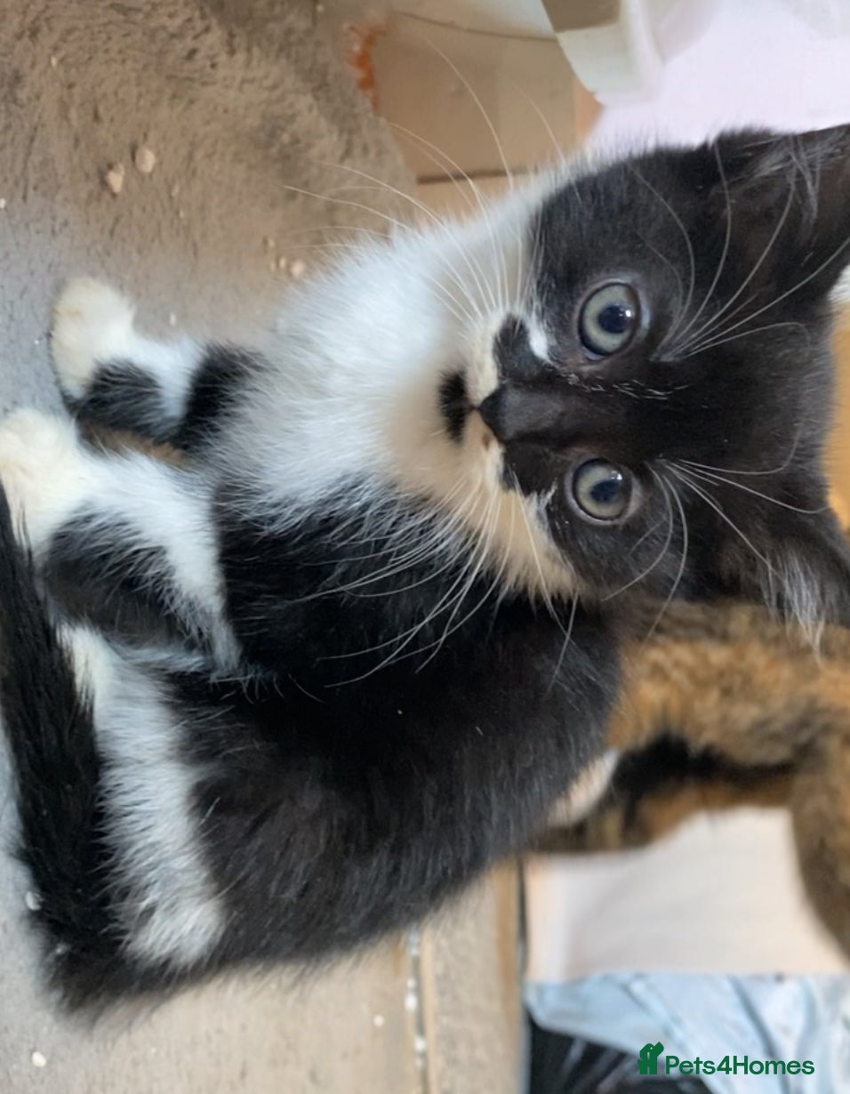 Mixed Breed cats LAST KITTEN!! READY TO LEAVE  - Advert 21