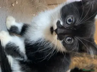 Mixed Breed cats LAST KITTEN!! READY TO LEAVE - Advert 21