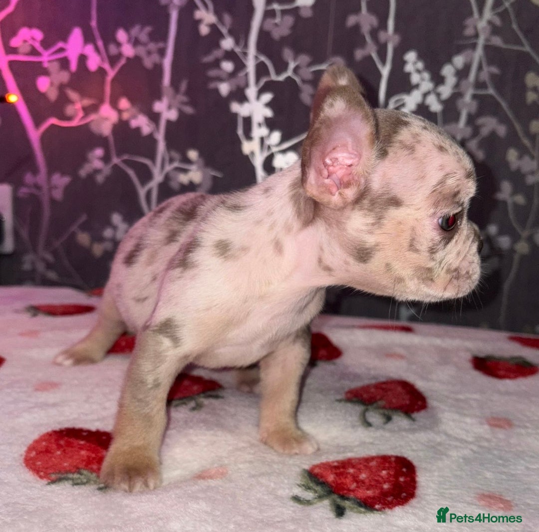 French Bulldog dogs for sale: French bulldog puppy’s - Image 4