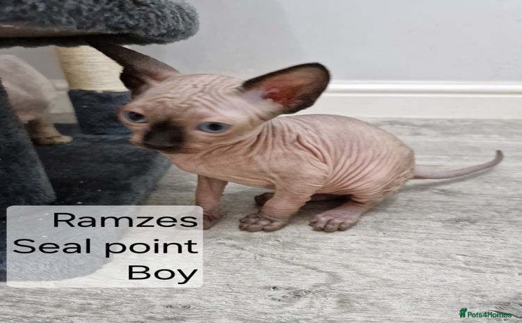 Sphynx cats - Advert 2
