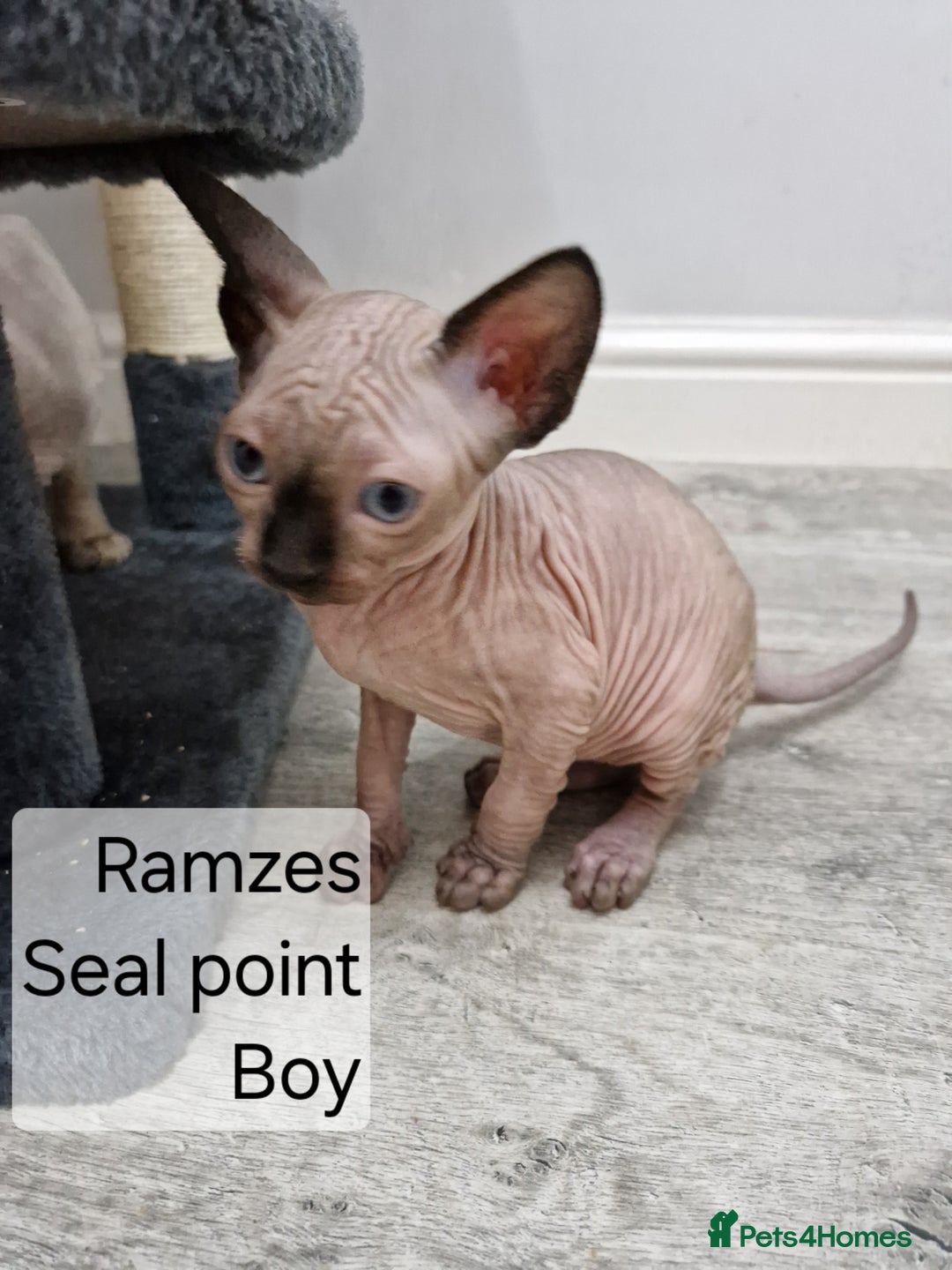 Sphynx cats for sale: Quality canadian sphynx kittens HCM Tica - Image 1