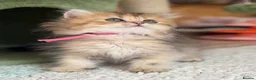 British Longhair cats for sale: British short/longhair odd/blue eyed kittens  - Advert 12