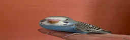 Budgerigars birds for sale:  2 Budgies for Sale  - Advert 8