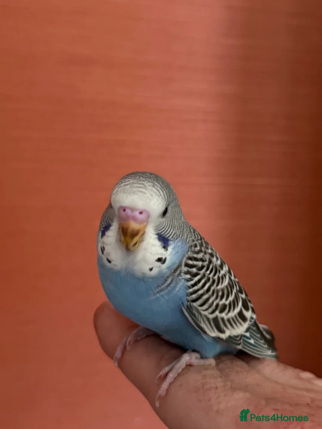 Budgerigars birds for sale:  2 Budgies for Sale  - Advert 8