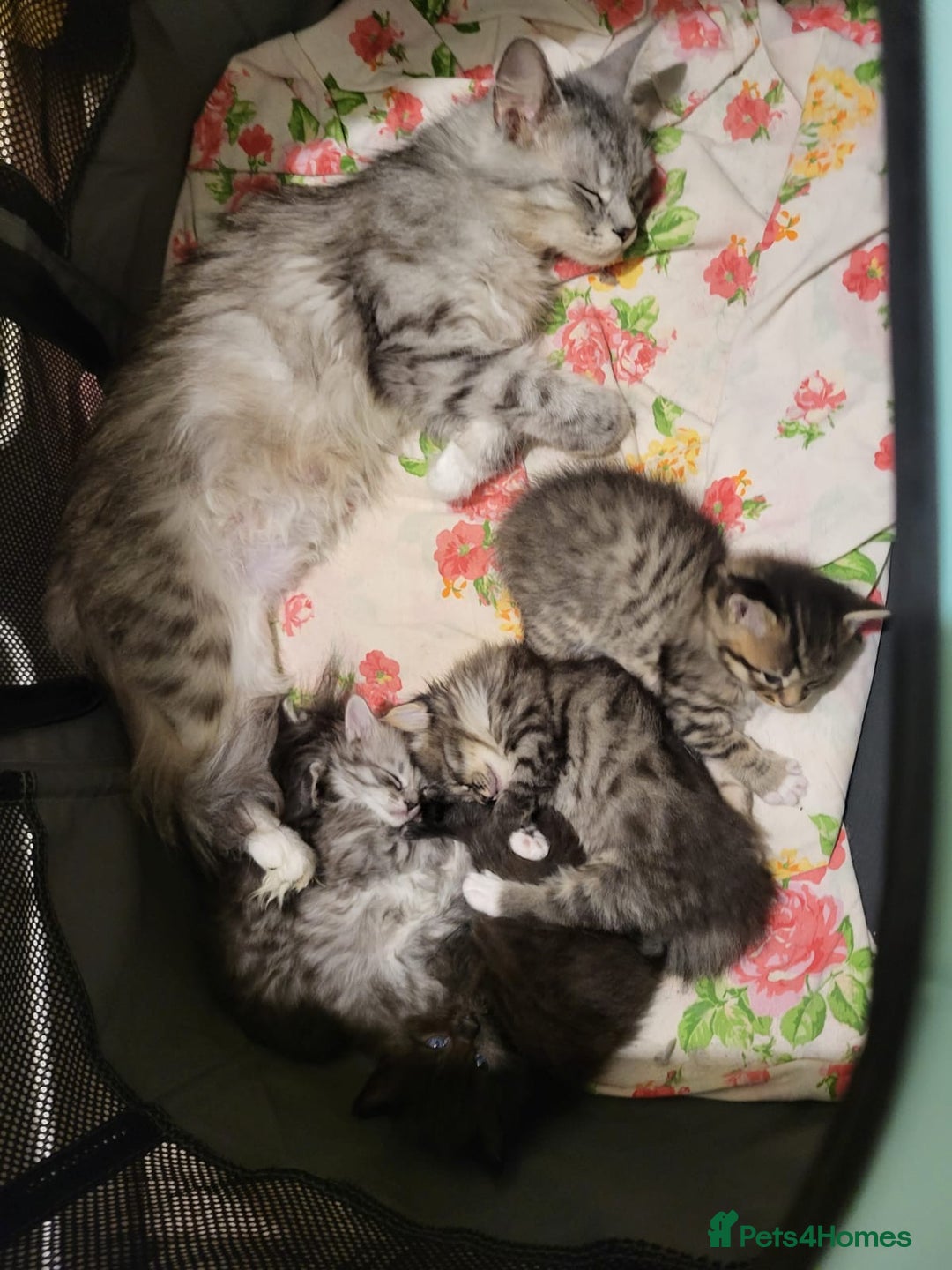 Mixed Breed cats for sale: Ragcoon X blue kittens  - Advert 6