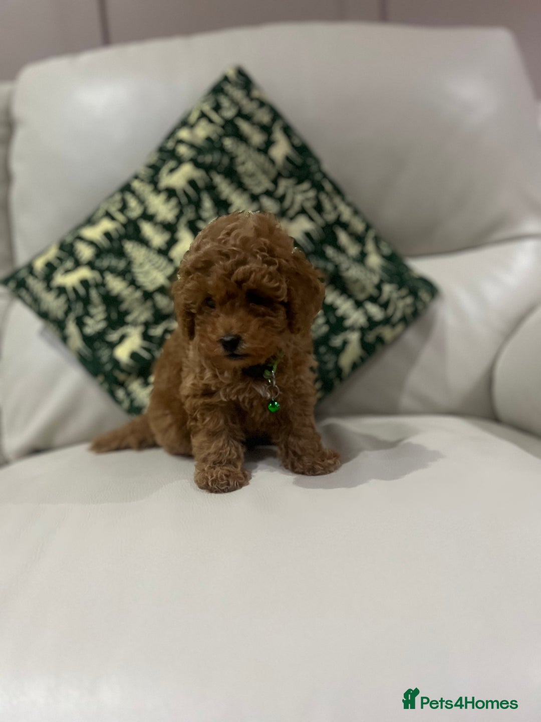 Toy Poodle dogs for sale: Toy poodle puppies.  - Advert 1