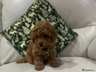 Toy Poodle dogs Toy poodle puppies. - Advert 1