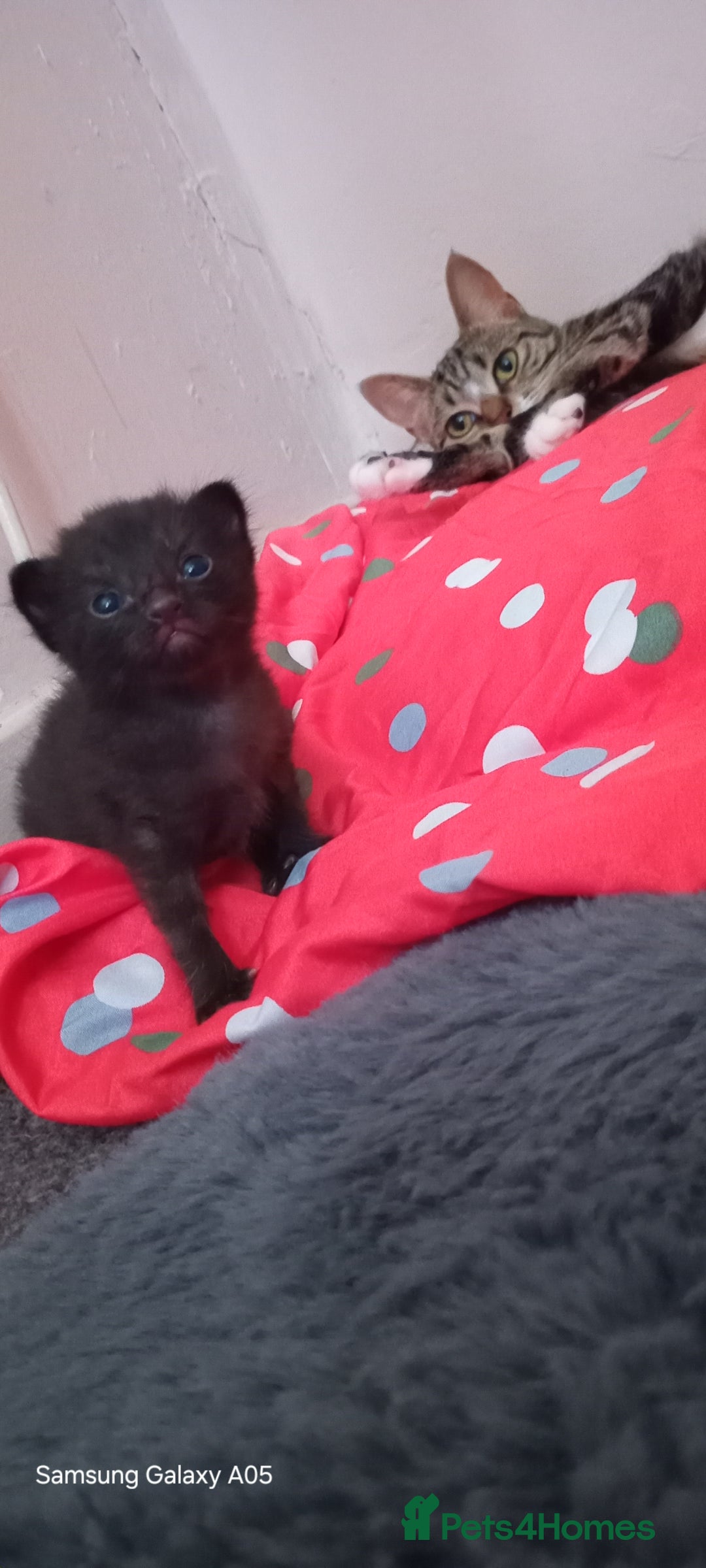 British Shorthair cats for sale: Cute boys - Image 8