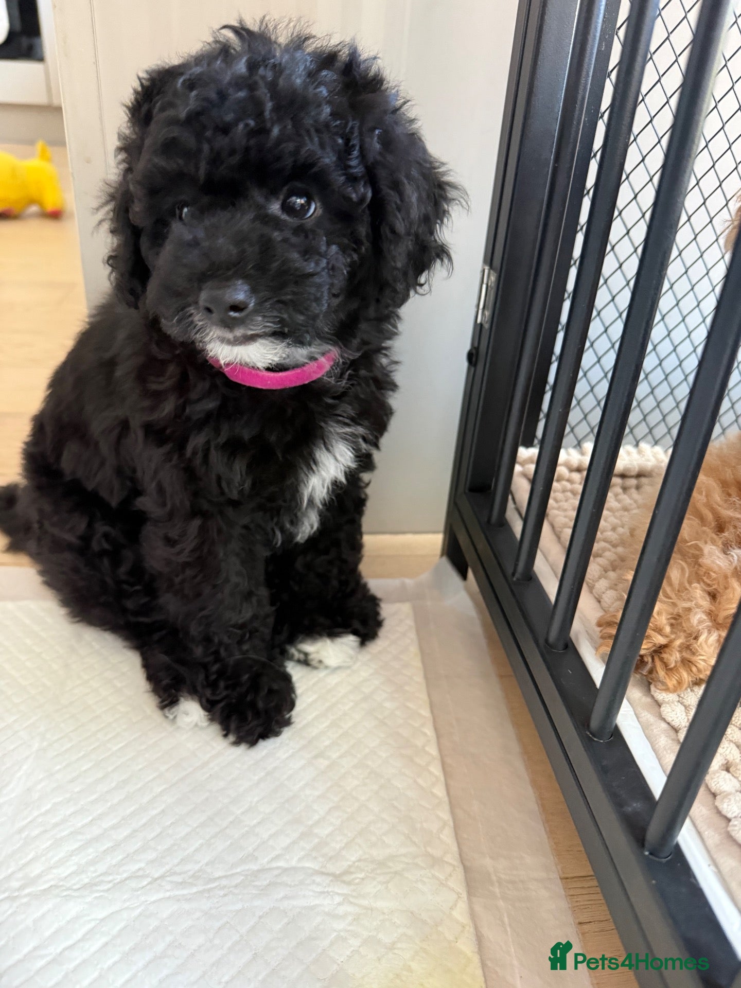 Toy Poodle dogs Toy poodles puppies. Last girl left - ready to go - Advert 2