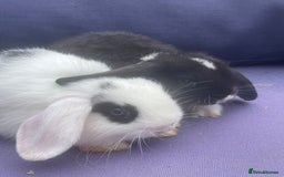 Mini Lop rabbits for sale: 5 mini lop eared Rabbits  - Image 5