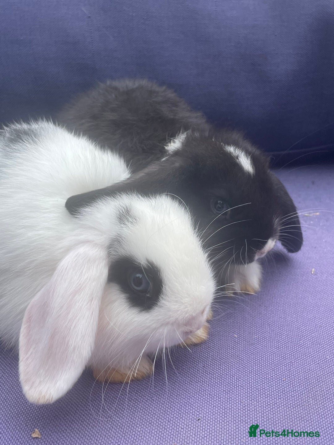 Mini Lop rabbits for sale: 5 mini lop eared Rabbits  - Image 5