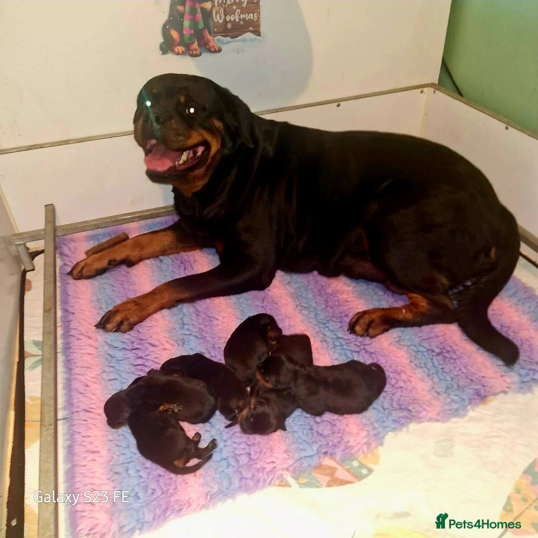 Rottweiler dogs for sale: LEGACY'S IN THE MAKING!! REX & MAGIC - Advert 31