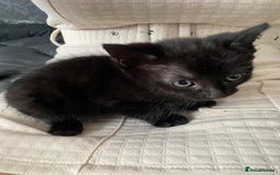 Mixed Breed cats for sale: Sweet kittens  - Image 7