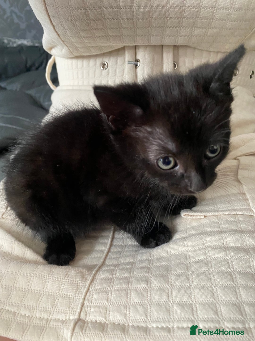 Mixed Breed cats for sale: Sweet kittens  - Image 7