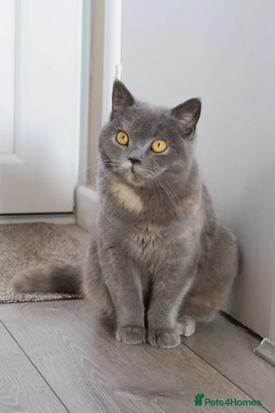 British Shorthair cats for sale: Beautiful Blue cream tortie - Advert 2