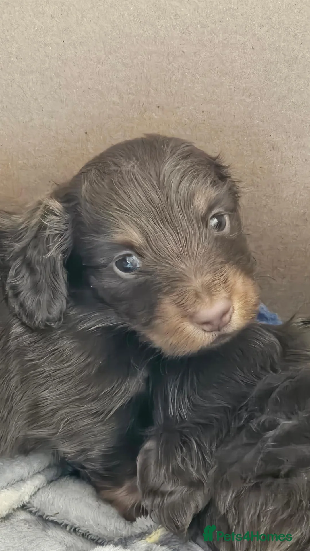 Miniature Dachshund dogs for sale: Mini Long Haired Dachshund Boy - Advert 2