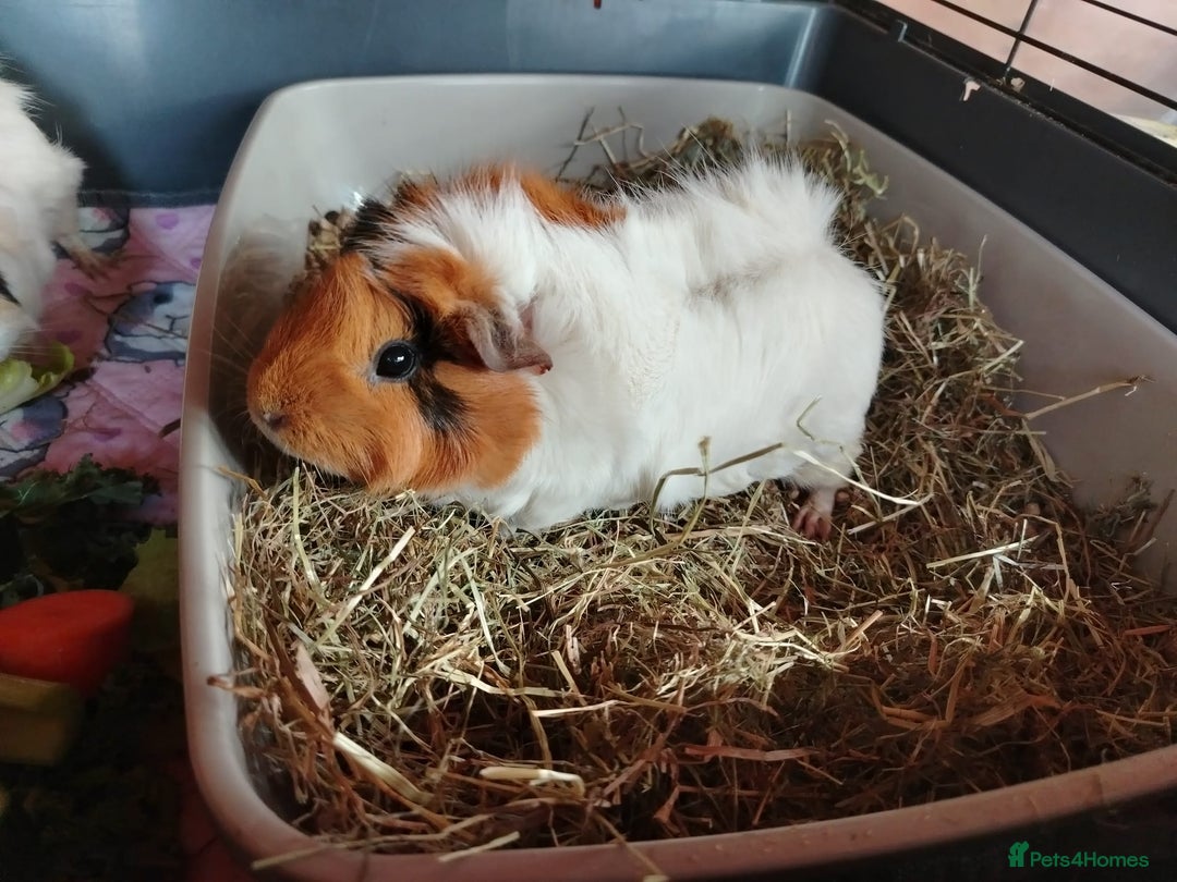 Guinea Pig rodents for sale: Herd of Guinea Pigs - Image 2