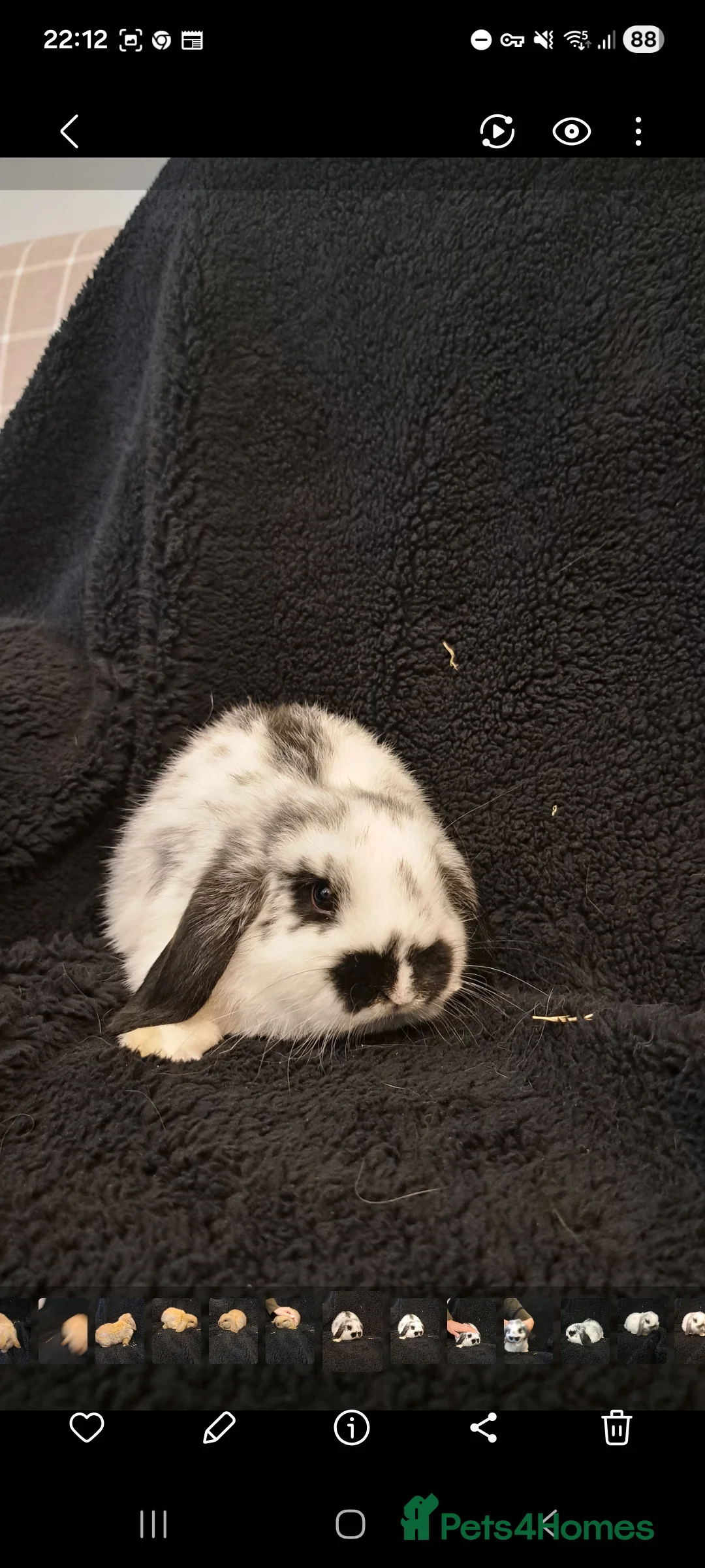 Mini Lop rabbits for sale: Baby bunnies - Advert 2