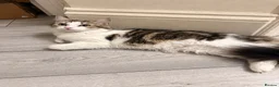 Mixed Breed cats for sale: Friendly, Cute Maincoon X Kittens  - Advert 8
