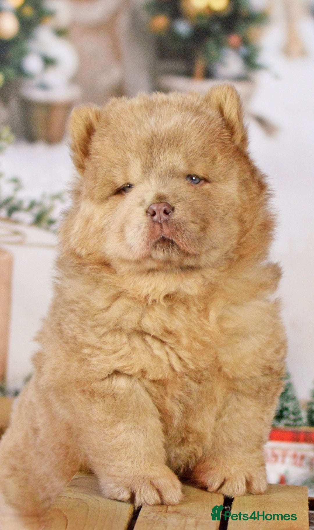 Chow Chow dogs for sale: Lesley Chow  - Advert 1